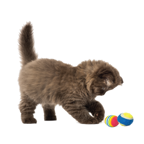 A Pet Supermarket cat peticon sitting next to a fluffy brown kitten playing with colorful balls.
